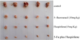   
		Figure 2: in vivo effect of fluspirilene on the HCC tumor weight and volume in groups of five nude mice subcutaneously injected with Huh7 cells. This figure is modified from a published figure of the above-cited PLoS ONE journal paper, which is licensed under the Creative Commons Attribution (CC BY) license (http://creativecommons.org/licenses/by/4.0/).	 
